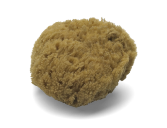 Natursvamp svampmålning